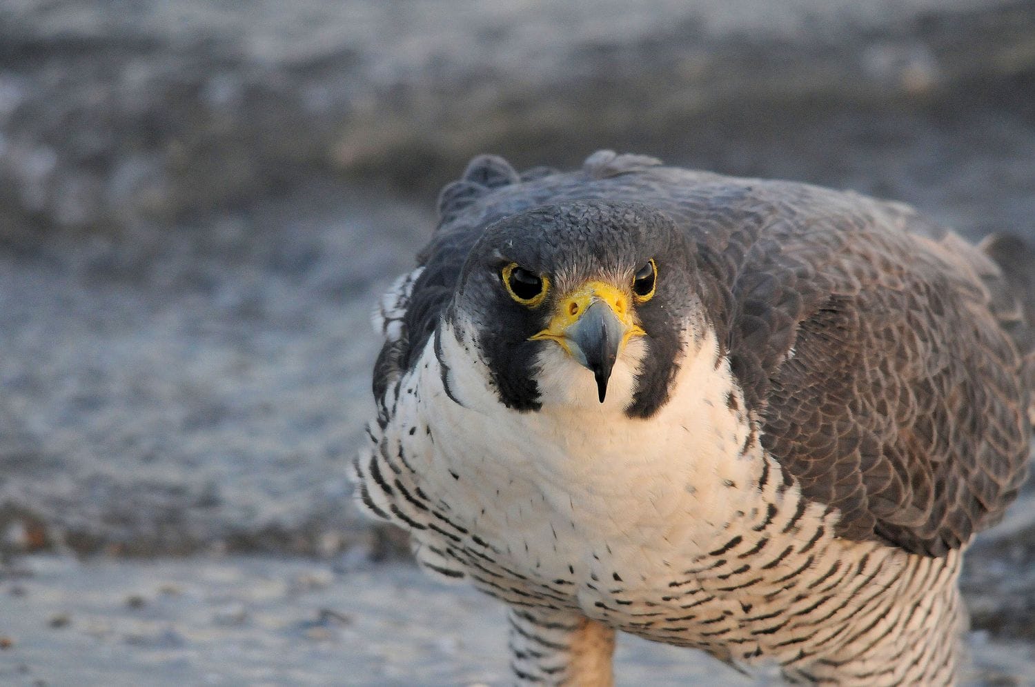 Peregrine Falcon