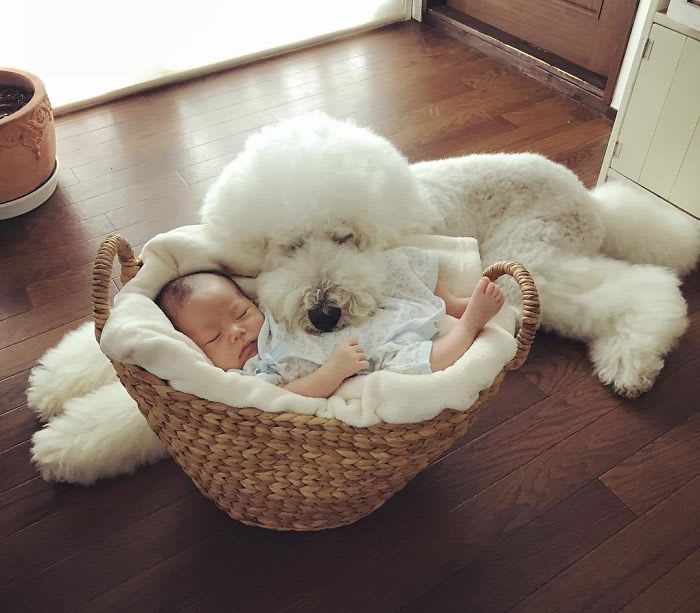 30 pics of babies who have a special bond with their cute fluffy dogs!!