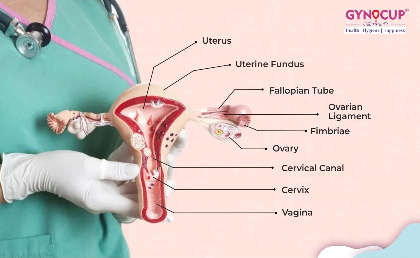 Female Reproductive System Complete Information Functions, Organs