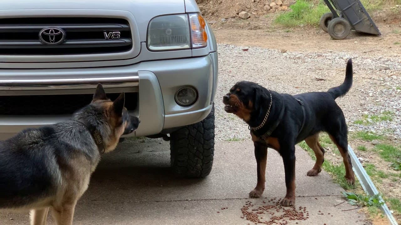 German Shepard lays down the law to Rottweiler without making a sound