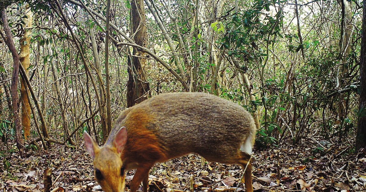 What looks like a deer, is the size of a rabbit, and was just photographed for the first time in decades?