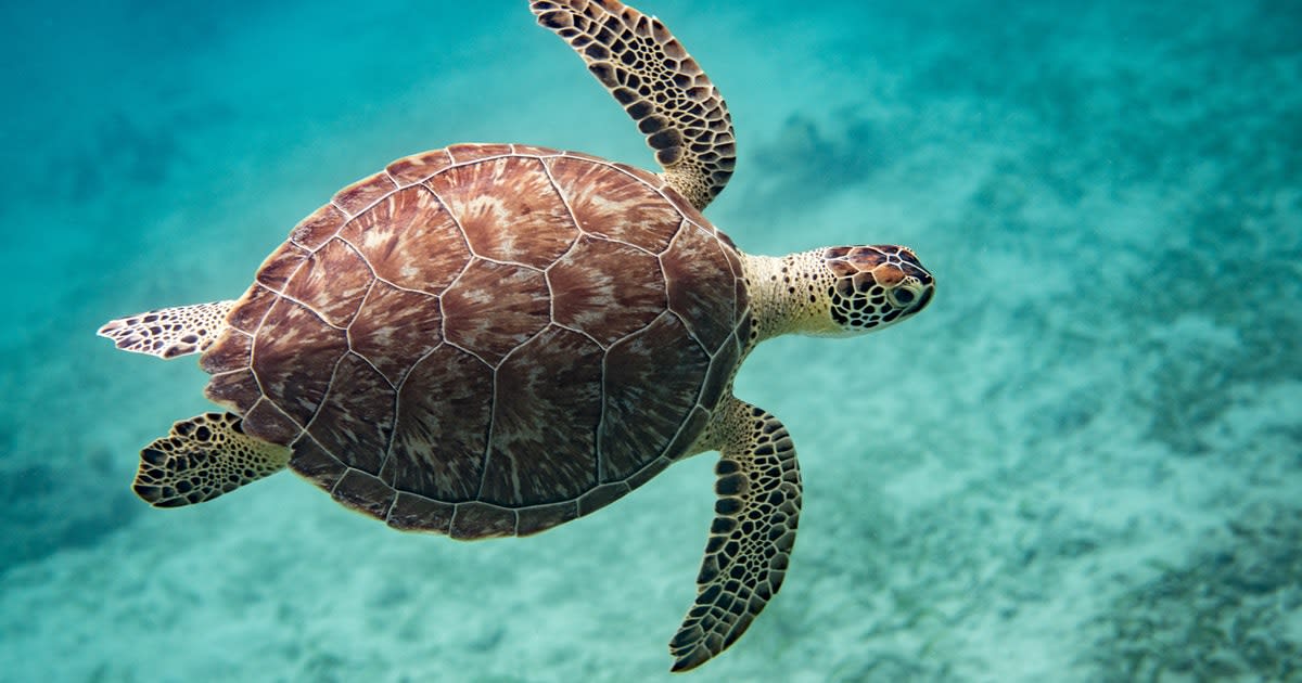 Study pinpoints the unique reason why sea turtles can navigate the ocean