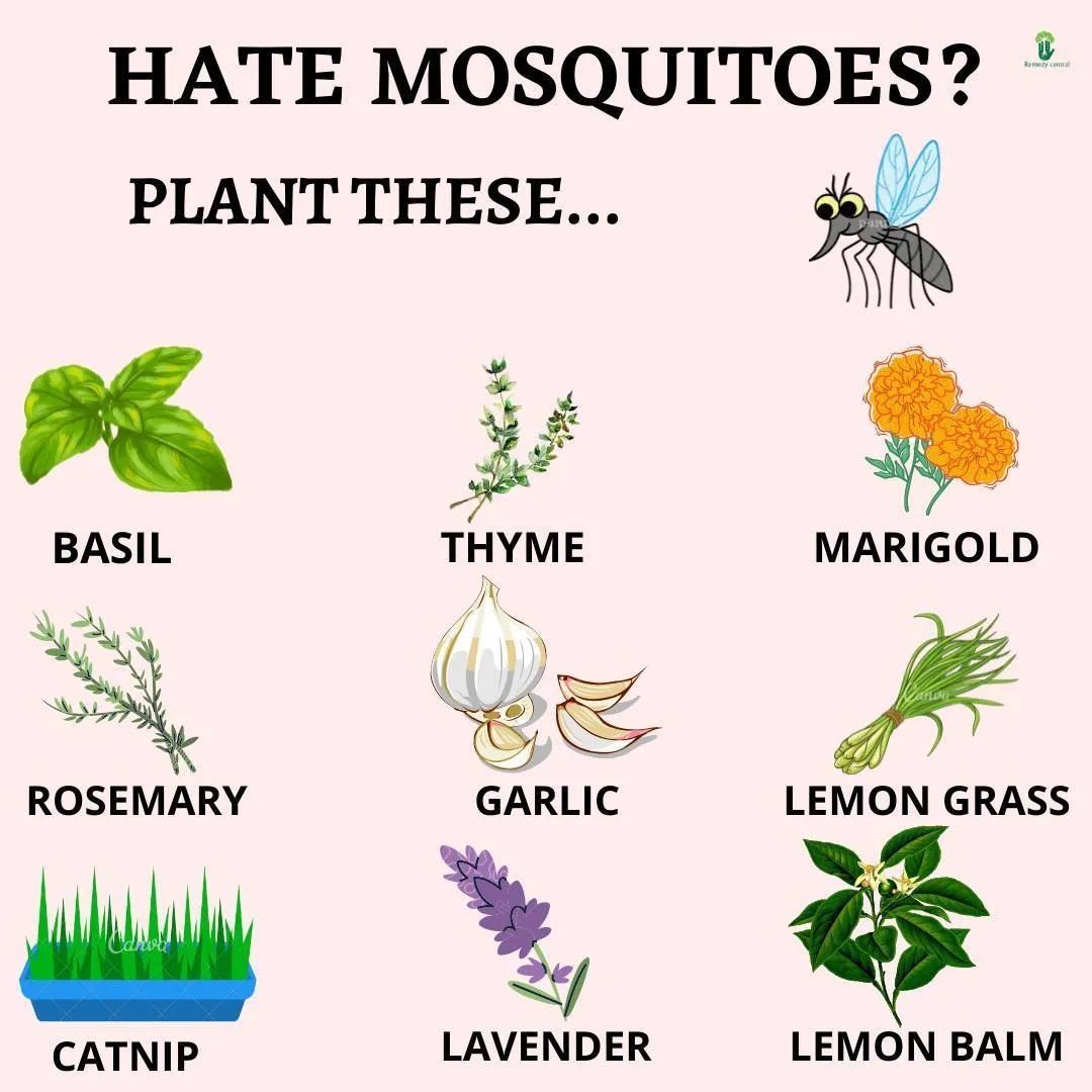 Plant Based Education on Instagram: “Plant these in your house in order to keep the mosquitoes away. Which one of these plant you have in your house? . . Via…”