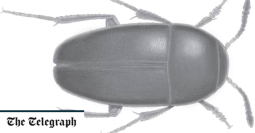 New beetle species discovered in Amsterdam is named after The Beatles