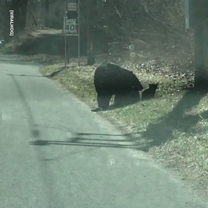 This Momma Bear trying to get her four cubs across the road is brilliant