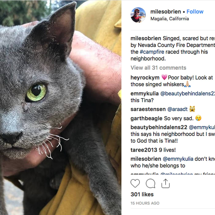 Do you recognize any of these lost pets displaced by Camp Fire?