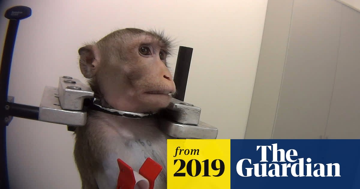'Barbaric' tests on monkeys lead to calls for closure of German lab