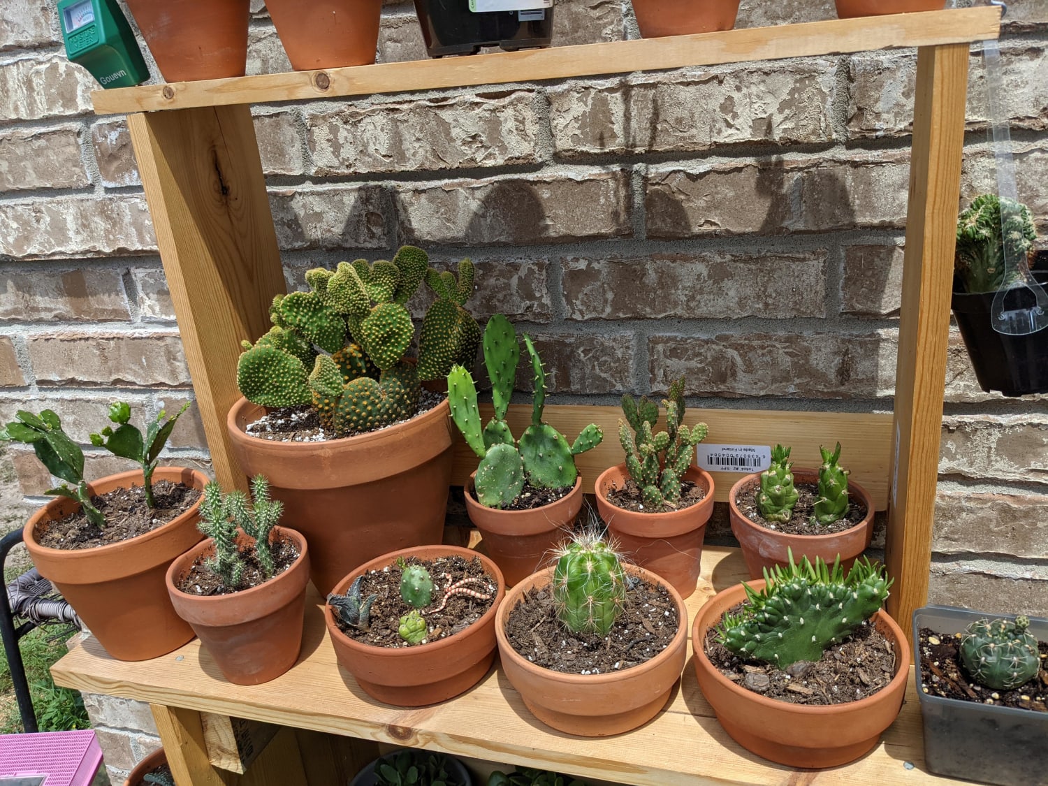I like cacti