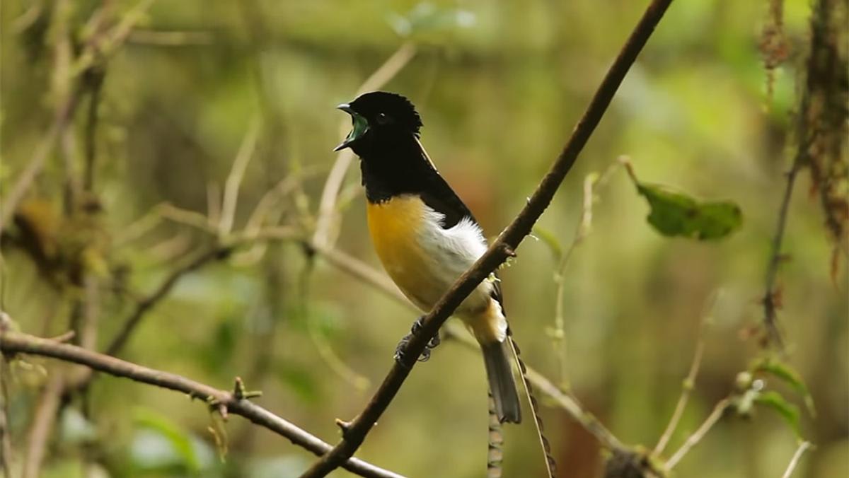 This bird-of-paradise in New Guinea sounds like something from another planet