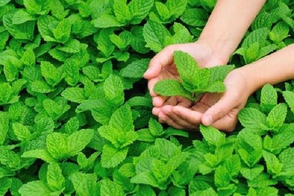 How to use Peppermint Essential Oil to Soothe a Sunburn