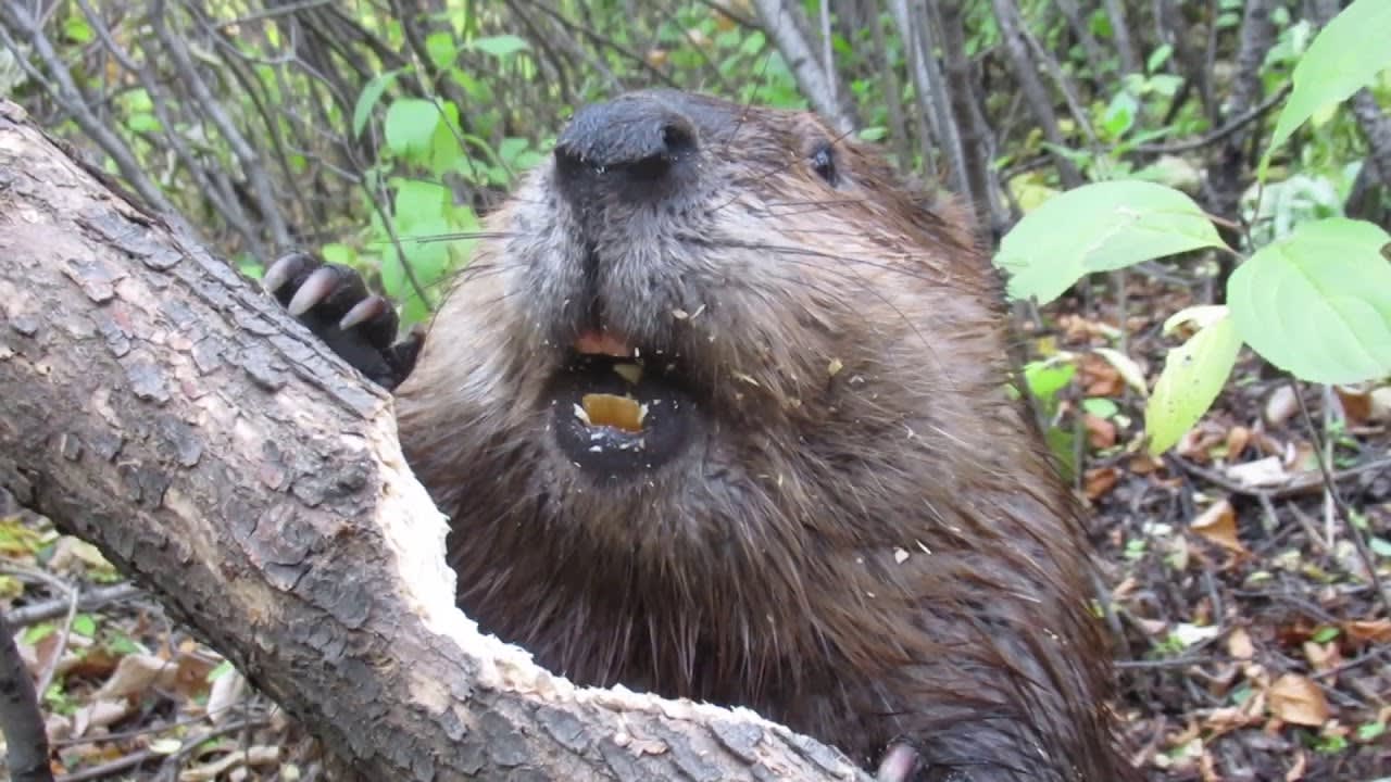 Beaver chewing through a tree branch