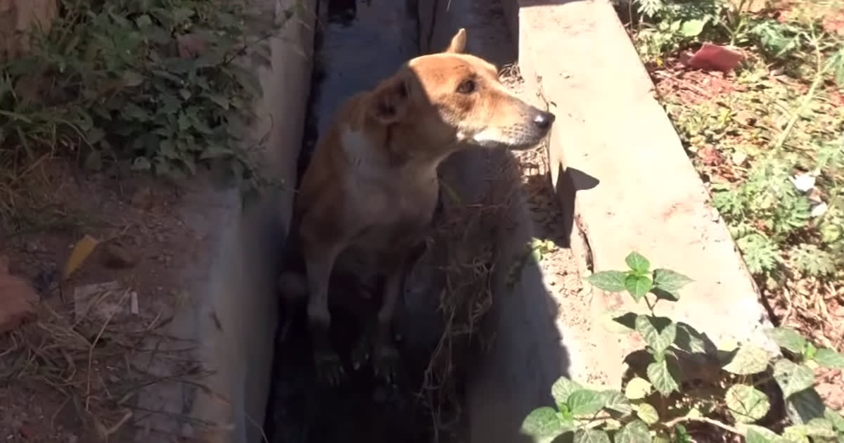Stray Found In A Ditch Could Only Move That Wagging Tail