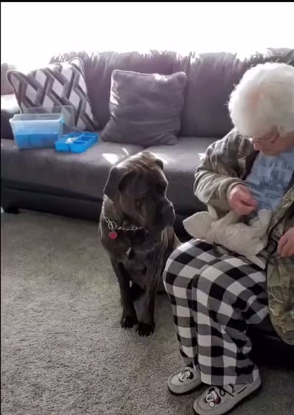 Good boy waits patiently while grandma fixes his favorite toy