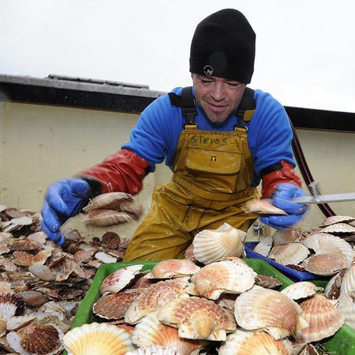 Scallops Absorb Billions of Microplastics in Just 6 Hours