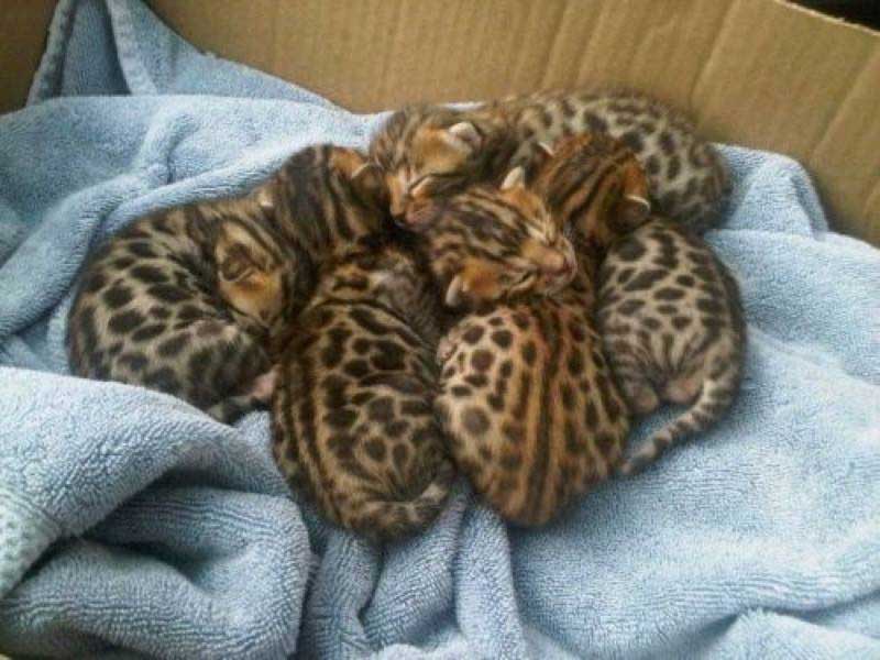 These kittens look like baby tigers.