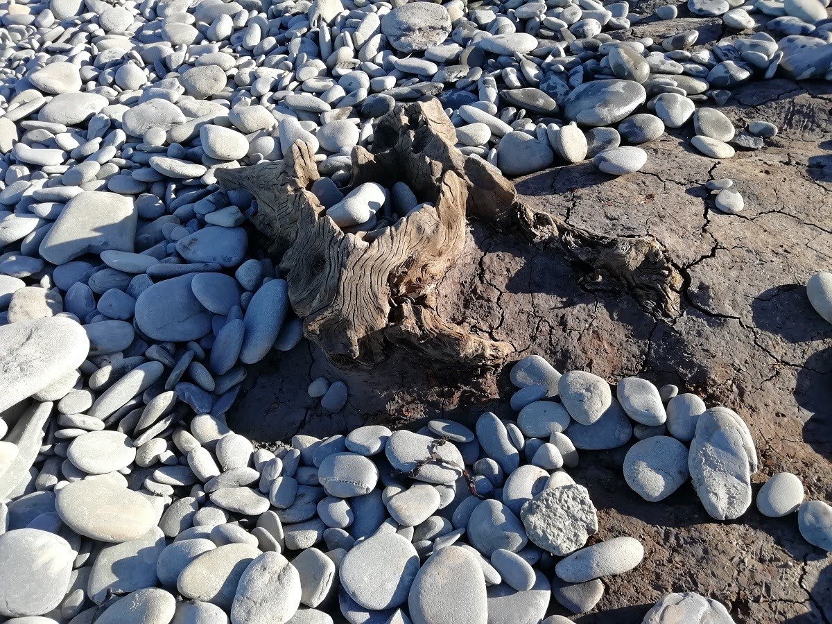 New Section of Petrified Forest Uncovered on Wales Beach After Storm