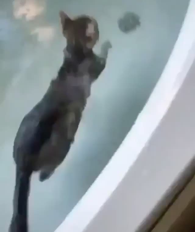 All cats hate water!! Also some cats.....
