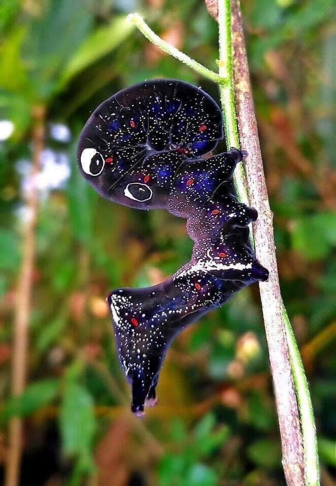 The caterpillar form of the pacific fruit piercing moth