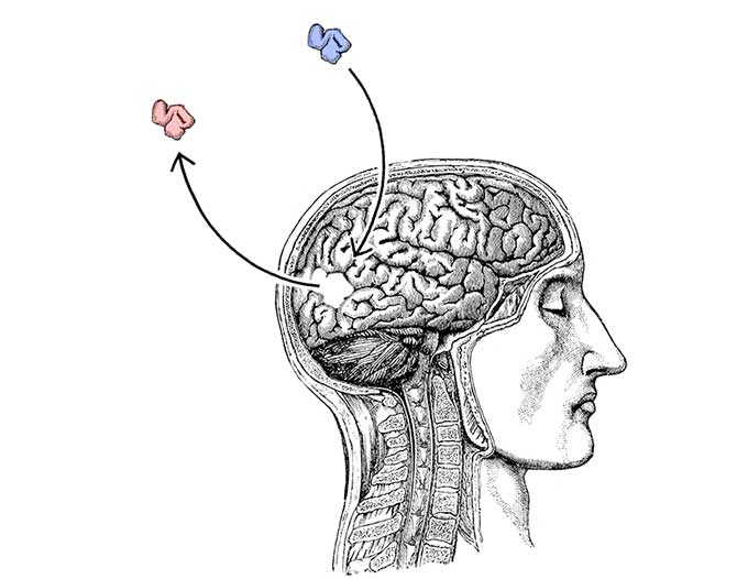 The neuroscience of changing your mind