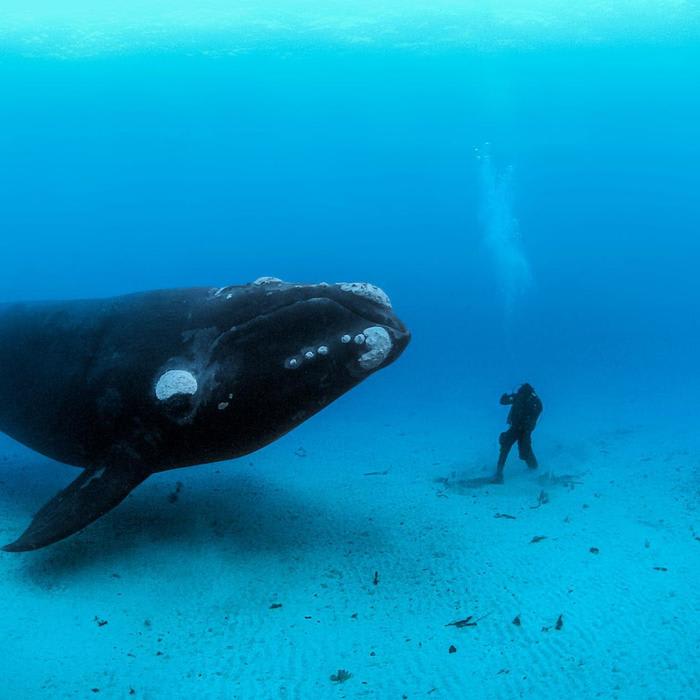 14 Jaw-Dropping Pictures of Whales