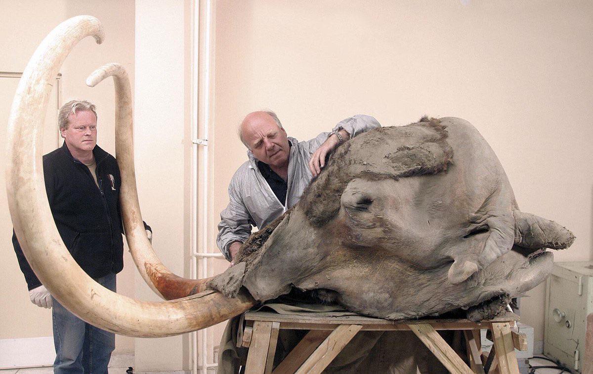 worlds most preserved wooly mammoth head