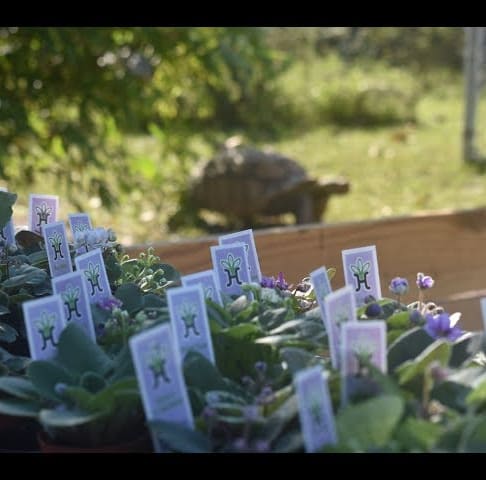 African Violets (Saintpaulias) for African Sulcatas Plant Fundraiser