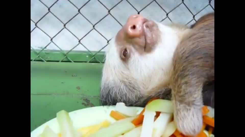 Sloth only likes carrots but doesn't bother looking before he grabs