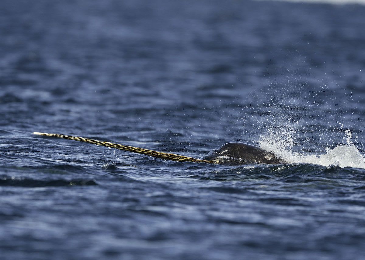 New study says warming Arctic may drive narwhal population to extinction