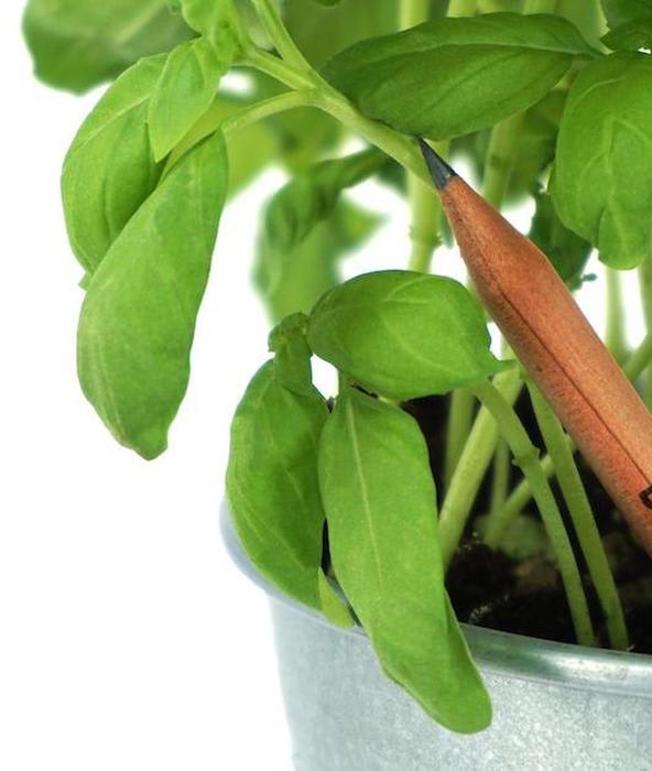 9 Zero-Waste Products That Turn Into Plants