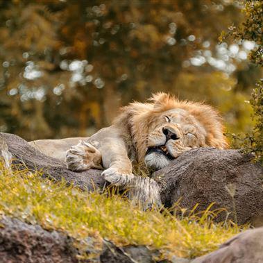 Do you sleep like a lion, bear, dolphin or wolf? 'The Sleep Doctor' explains what this means