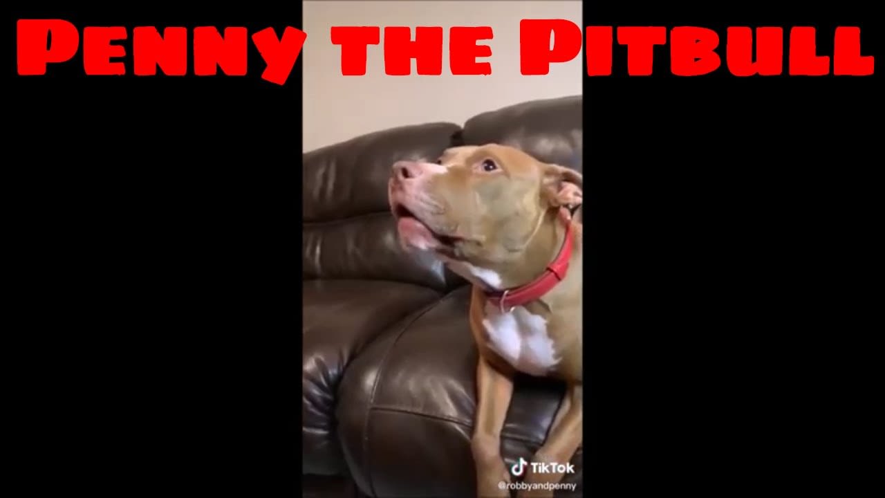 Penny the Pitbull and Robby of Tik Tok