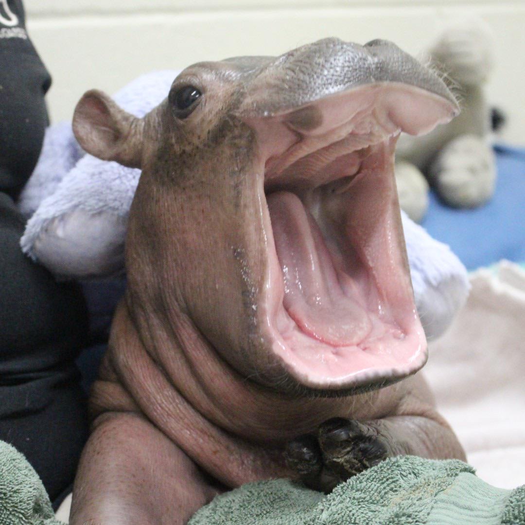 Cincinnati Zoo’s most famous resident, Fiona the baby hippo