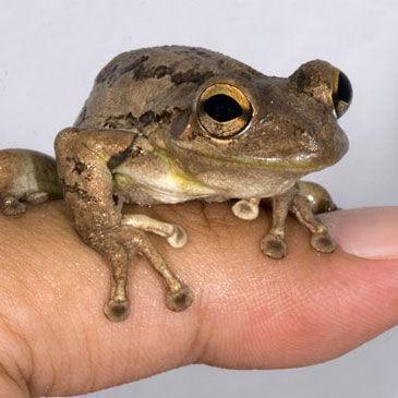 Bermuda's Singing Tree frogs