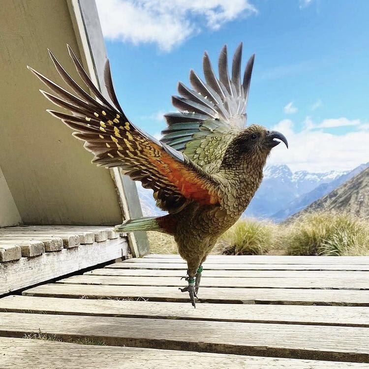 Incredible shot of a native New Zealand kea by wildlife filmmaker Madeleine Brennan