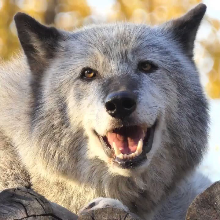 Wolf Conservation Center on Twitter