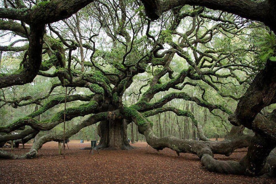 Angel Oak. Oldest living tree East of Mississippi