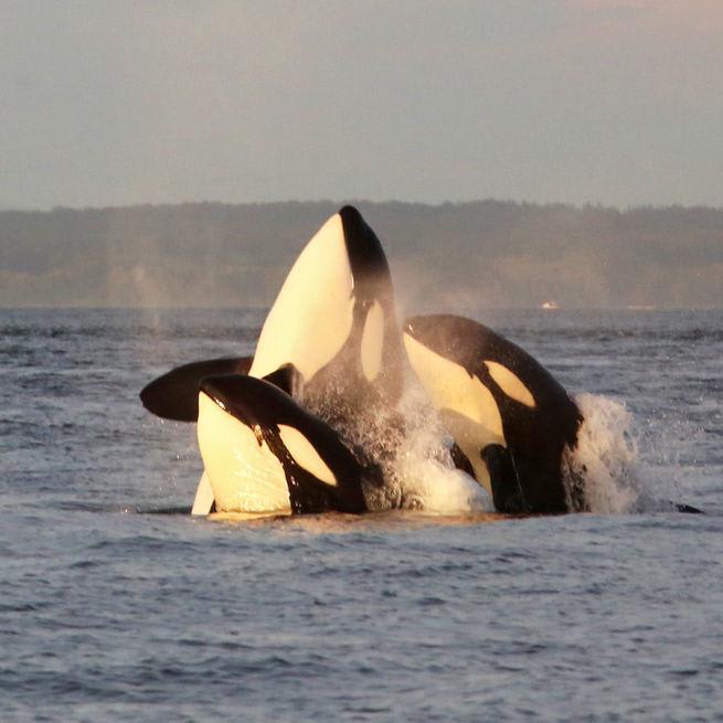 Heartache in the San Juan Islands: Locals grieve as resident orcas face extinction