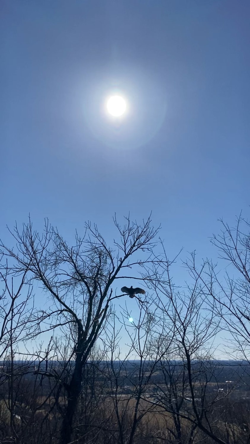 I found a solar-powered BIRD recharging its battery while hiking this weekend
