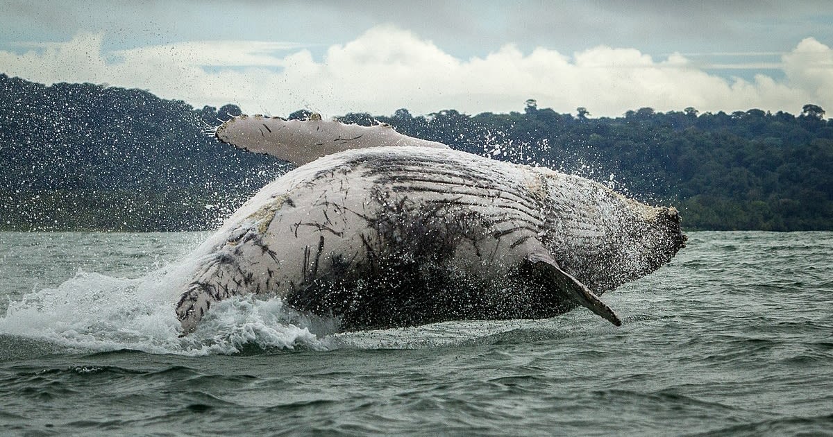 Marine Scientists Are Recording the Effects of Reduced Ocean Noise on Whales