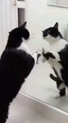 This cat sees himself in the mirror