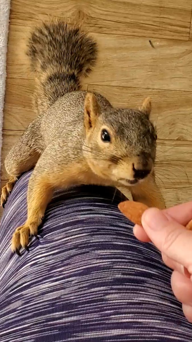 Wild squirrel brings her son to meet her human best friend ❤️️