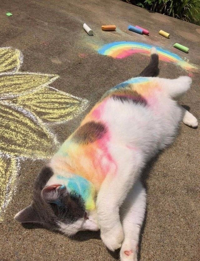 14 Cat Posts From This Week That Will Make You Wanna Hug Every Cat