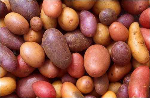 The Humble Spud: From Inca to Ireland to Idaho - The History of Potatoes