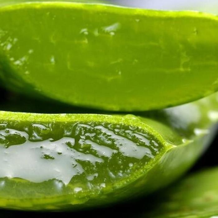 What Aloe Vera Does In Your Body: Why Egyptians Called It The Plant Of Immortality