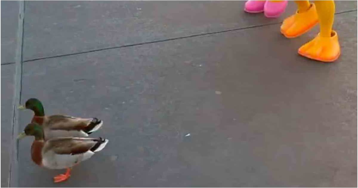 This Disney World Moment Between Donald and Daisy Duck and Real Ducks Is So Cute, It Actually Hurts