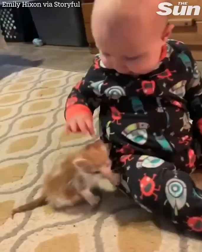 Bonding between babies and cats