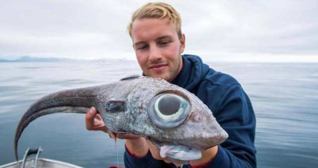 A Norwegian fisherman had what might be the biggest shock of his life and almost fell out of his boat when he spotted the strange creature he had caught off a Norwegian island.