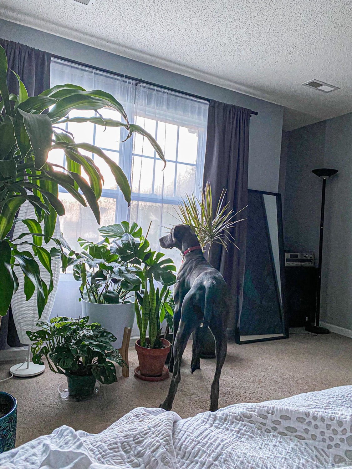 Some of the plants in my master bedroom and my nosey Dane stalking the neighbors