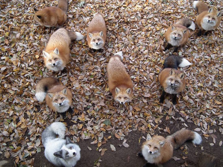 Zao Fox Village, a Sanctuary in Japan Where Foxes Roam Freely