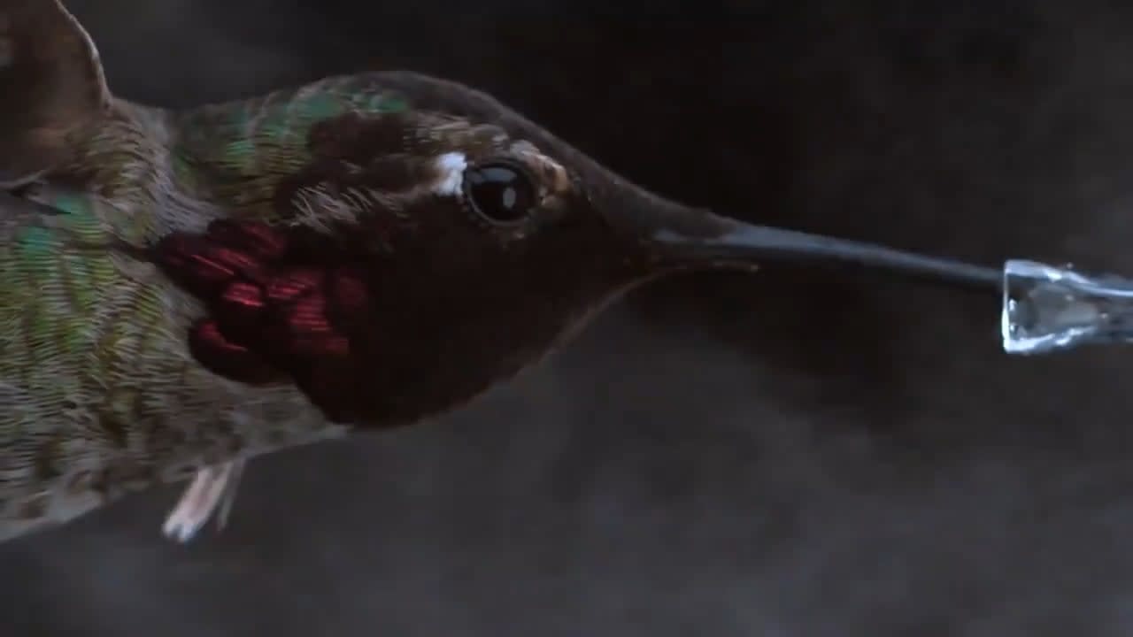 The hummingbird can lap up nectar up to 20 times per second. Its forked tongue traps nectar with hair-like extensions called lamellae. The lamellae extend outward when the separated tongue is elongated, and roll inward upon retraction. This autonomous fluid trapping process requires no energy.